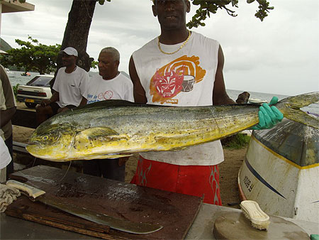 Beau poisson