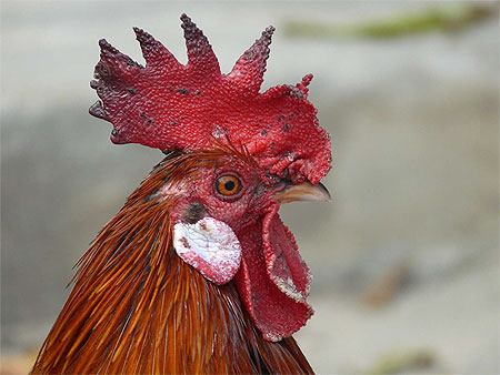 Coq