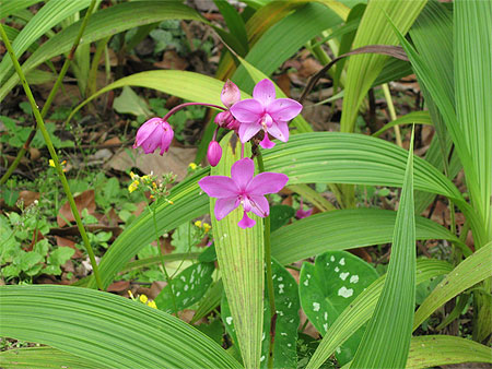 Orchid�e