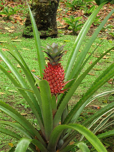 Ananas rouge