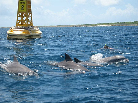 Dauphins � Petite Terre