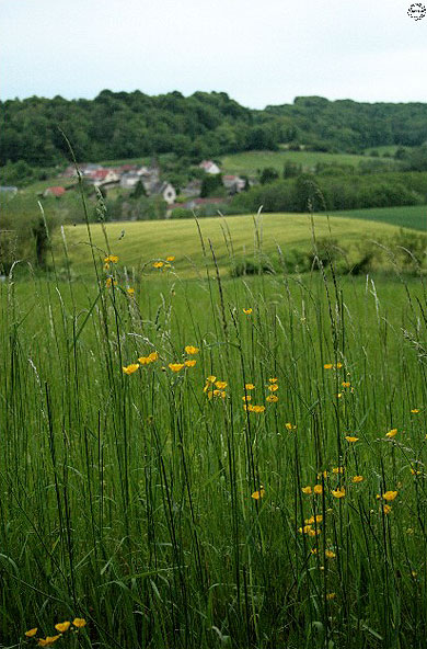 A la campagne...