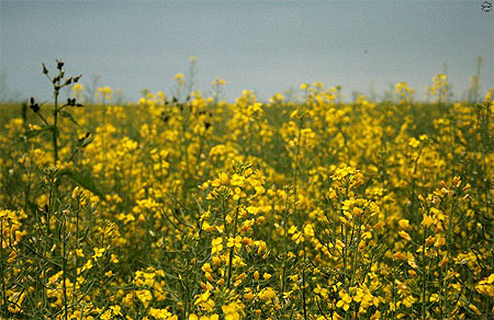 A la campagne...