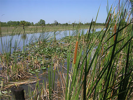 Everglades