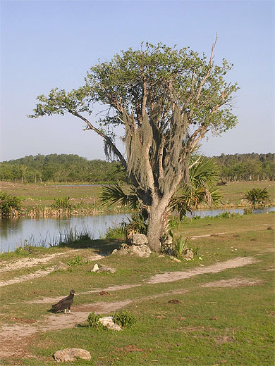 Everglades