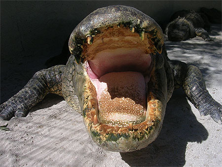 Everglades