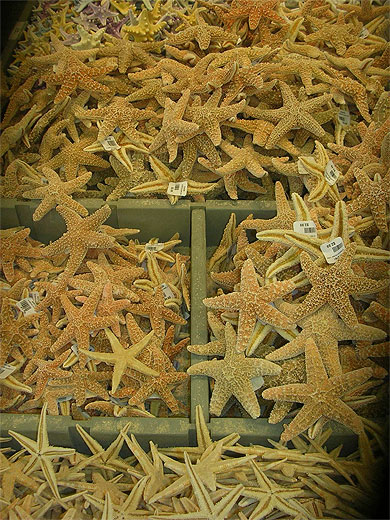 Etoiles de mer