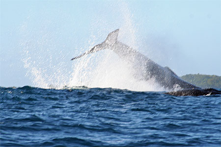 Baleine :Tail-slapping 