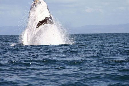 Baleine