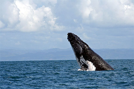 Baleine : spy-hopping