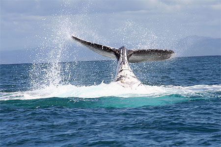 Baleine � Sainte Marie