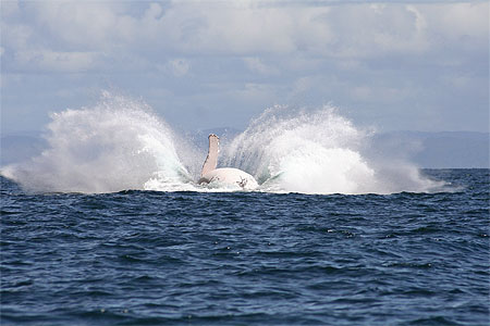 Une baleine �a �clabousse!