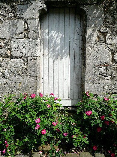 Rosiers de Provins