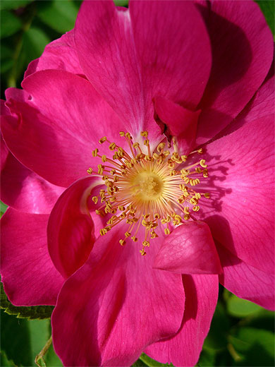 Rose de Provins