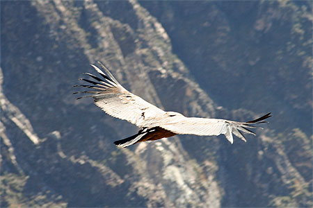 Vol du Condor