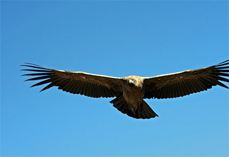 Vol du Condor