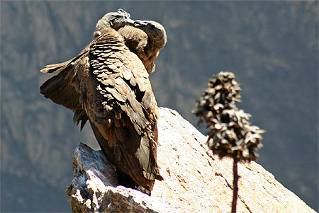 Bons baisers du Condor