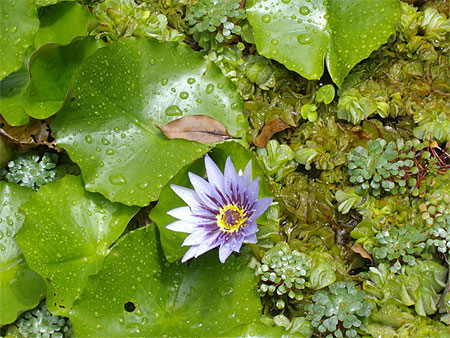 N�nuphar 