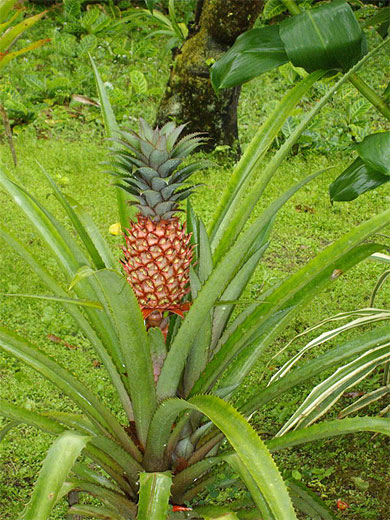 Ananas