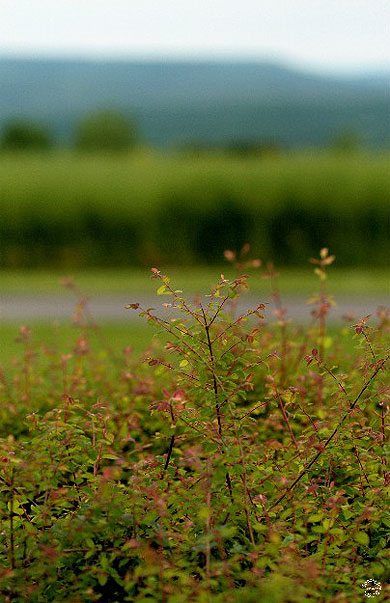 A la campagne...