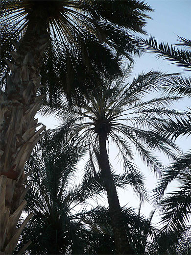 Palmeraie de Tozeur