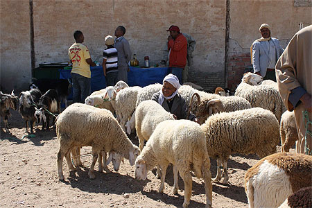 Souk aux animaux de Tozeur