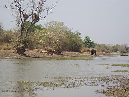 Bain des �l�phants