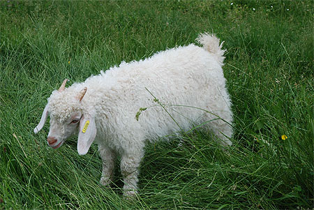 Ch�vre angora (ferme de Siran)