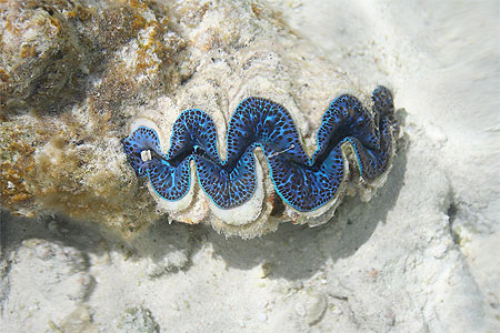 B�nitier