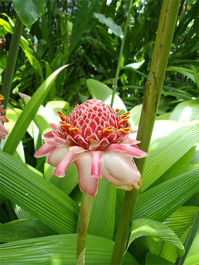 Rose de porcelaine (Annona Hurricata)