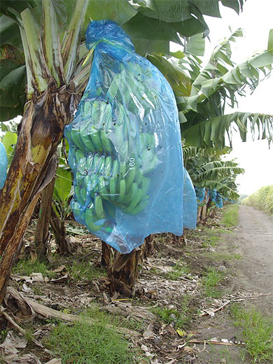 Plantation de bananes