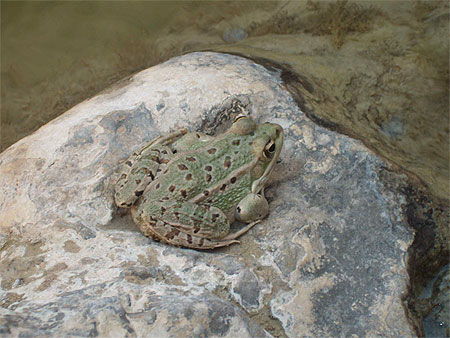 Grenouille de Tamerza