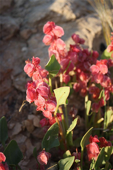 Fleurs du Canyon