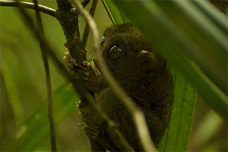 Tarsier
