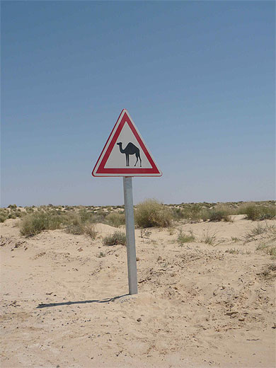 Attention dromadaires