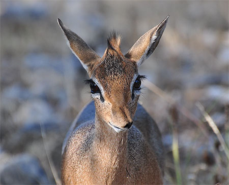 Dik dik 