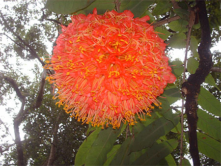 Rose du v�nezuala