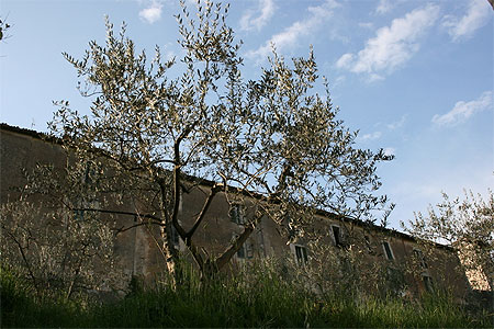 Olivier � Spoleto