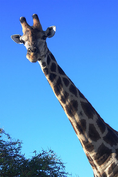 Coucou !