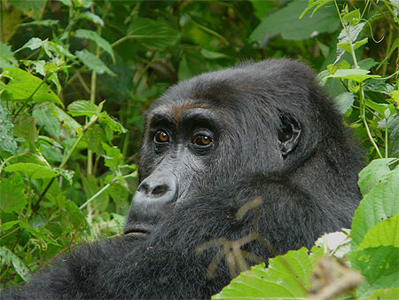 Rencontre avec les gorilles du Congo