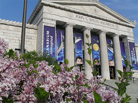 The Shedd Aquarium