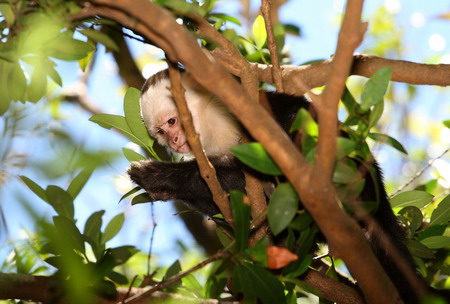 Singe Capucin