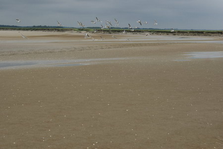 Baie de Somme