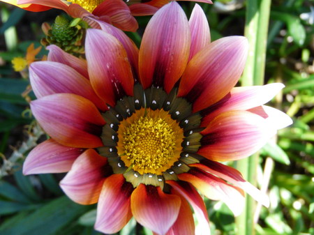 Encore une fleur