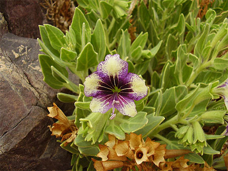 Fleur du wadi