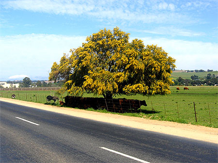 Des vaches limousines sous un mimosa