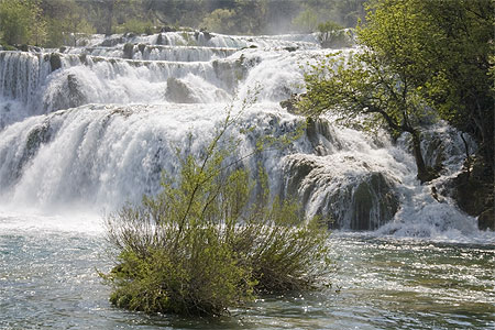 Stradinski buk