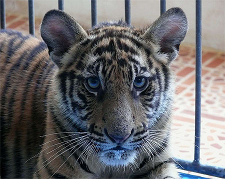 Tigre