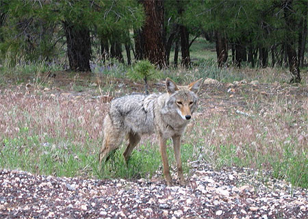 Chaussettes le coyote
