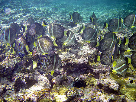 Snorkeling au Parc marin de BlueBay